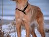 Blanding af racer Messy R.I.P d. 14. august 2016 [ Himmelhund]
