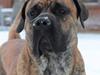 Dogo canario Fuerza bull ARIKO