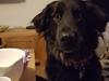 Blanding af racer Leika r.i.p. d. 19.05.18