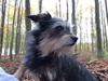 Australsk terrier Blanings race (Loulu)