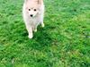 Mittelspitz Kirsten(tidligere hund) [Tidl. hund]