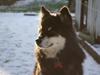 Finsk lapphund Ulla