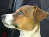 Jack russell terrier Jackson ( Jack )