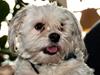 Bichon havanais Kimba (Frihedshåbs Timon)