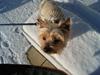 Yorkshire terrier Gibbs [ Himmelhund]