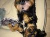 Cavalier king charles spaniel Matti