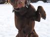Blanding af racer Tyson [ Himmelhund]