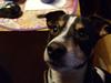Blanding af racer Gonzo r.i.p. 22.03.19 altid gemt i mit hjerte 