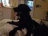 Labrador retriever Charlie