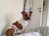 Staffordshire bull terrier Deestaff A New Era Begins