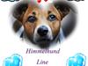 Dansk svensk gaardhund Line [Tidl. hund]