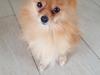 Pomeranian Jimmybrian 