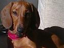 Gravhund Selma