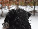 Dvaergschnauzer Nero Argento's Kamillo Gino