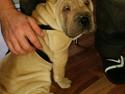 Shar pei Raffy