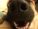 Schæferhund Beat
