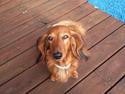 Gravhund Berta