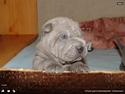 Shar pei Bertram