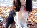 Cavalier king charles spaniel Aya