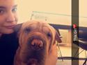 Shar pei Karla.