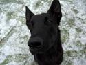 Hollandsk hyrdehund Lancelot