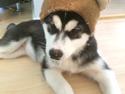 Alaskan malamute Sasha