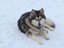 Alaskan malamute silver