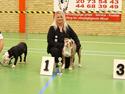 Olde english bulldogge Reservoirbulls Minerva (Gudrun)