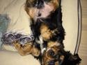 Cavalier king charles spaniel Matti
