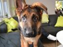 Schæferhund Ludwig
