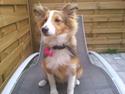 Shetland sheepdog Frida