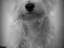 West highland white terrier Dipsy