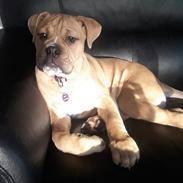 Olde english bulldogge Cleo R.I.P ??