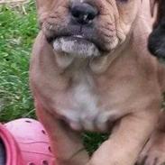 Olde english bulldogge Cleo R.I.P ??