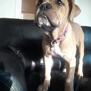 Olde english bulldogge Cleo R.I.P ??