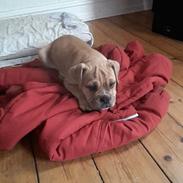 Olde english bulldogge Cleo R.I.P ??