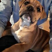 Olde english bulldogge Cleo R.I.P ??