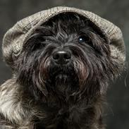 Cairn terrier Citta