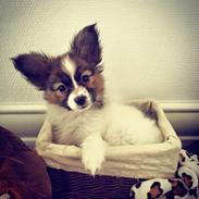 Papillon Nellie