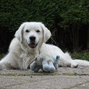 Golden retriever - Kaiser