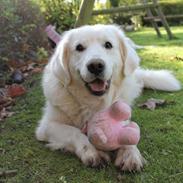 Golden retriever - Kaiser