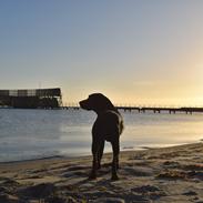 Labrador retriever Junior
