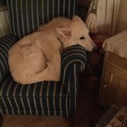 Hvid Schweizisk Hyrdehund Balou