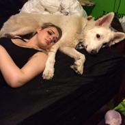Hvid Schweizisk Hyrdehund Balou