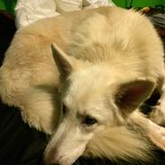 Hvid Schweizisk Hyrdehund Balou