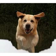 Labrador retriever Mille