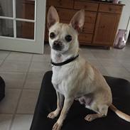 Chihuahua Bailey