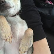 Chihuahua Bailey