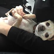 Chihuahua Bailey