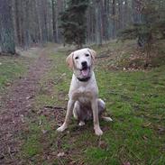 Labrador retriever Hillsbrook Laban